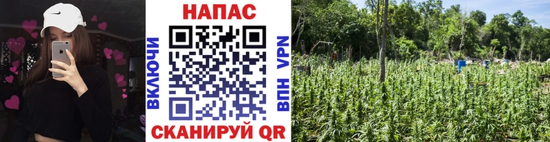 цена   Тырныауз  Бошки Шишки конопля 
